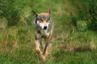 Umělecká fotografie close up of a running wolf, winyuu,
