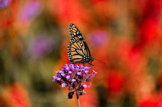 Umělecká fotografie Close-up of butterfly pollinating on purple, Wendy McCarthy / 500px,