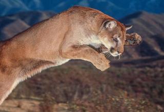 Umělecká fotografie Cougar pounce, George Lepp,