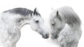 Umělecká fotografie Couple  horse portrait on white, Nemyrivskyi  Viacheslav,
