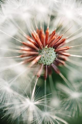 Umělecká fotografie Dandelion detail, Javier Pardina,