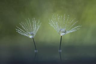 Umělecká fotografie Dandelion Flowers, Abdul Gapur Dayak,
