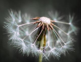 Umělecká fotografie Dandelion fluff, Fred Louwen,