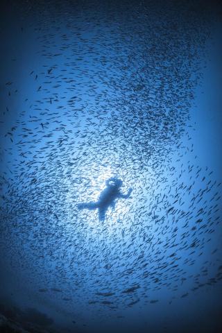 Umělecká fotografie Diver and shoal of fish, Barathieu Gabriel,