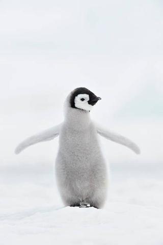 Umělecká fotografie Emperor penguin
