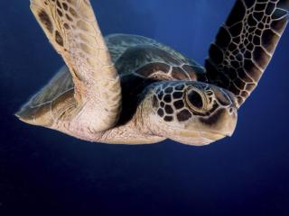 Umělecká fotografie Encounter of the Turtle kind, Ilan Ben Tov,