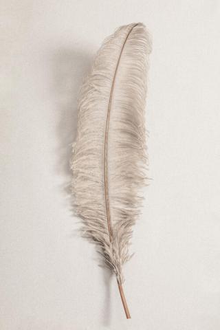 Umělecká fotografie Feather_002, Studio Collection,