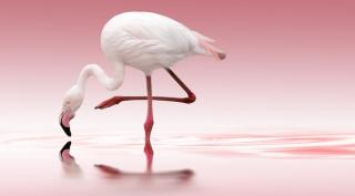 Umělecká fotografie Flamingo, Doris Reindl,