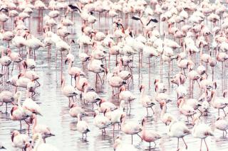 Umělecká fotografie Flock of flamingos, Sisi & Seb,