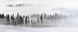 Umělecká fotografie Foggy Forest, Mei Xu,