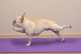 Umělecká fotografie French Bulldog in Yoga Pose -, BenGrantham,