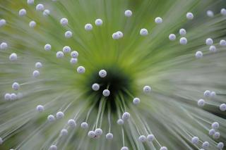 Umělecká fotografie Green and White II, Wave Faber,