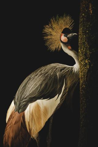 Umělecká fotografie Grey Crowned Crane, jealousy,