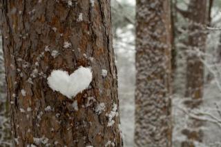 Umělecká fotografie heart made of snow on a tree trunk, Tanya Stetcyuk,