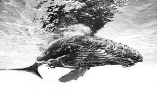 Umělecká fotografie Humpback whale calf, Barathieu Gabriel,