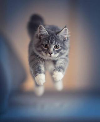 Umělecká fotografie jumping kitten, Nils Jacobi,