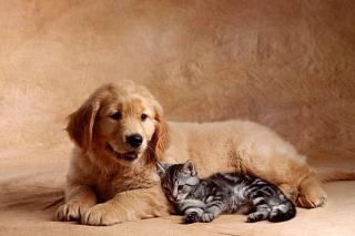 Umělecká fotografie Kitten Leaning Against Golden Retriever Puppy, Don Mason,