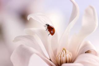 Umělecká fotografie Ladybird with Magnolia, Ellen van Deelen,