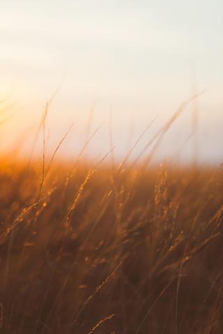 Umělecká fotografie Last sunrays over the dry plants, Javier Pardina,