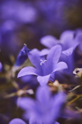 Umělecká fotografie Lilac flowers at dusk, Javier Pardina,