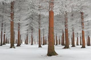 Umělecká fotografie magical forest, Dragisa Petrovic,