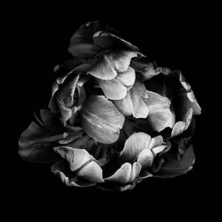 Umělecká fotografie Monochrome double tulip isolated against a, OGphoto,