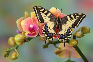 Umělecká fotografie Old World Swallowtail Butterfly, Papilio machaon, Darrell Gulin,