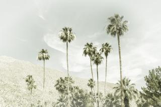 Umělecká fotografie Palm Trees in the desert | Vintage, Melanie Viola,