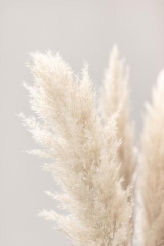 Umělecká fotografie Pampas Grass Grey 03, Studio III,