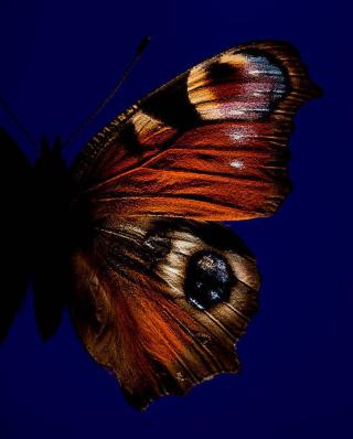 Umělecká fotografie Part of butterfly with eye, Jonathan Knowles,