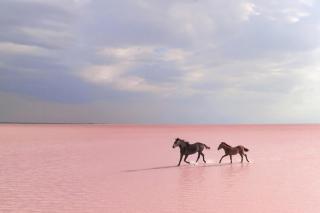 Umělecká fotografie pink salt lake, Suleyman Uzumcu,