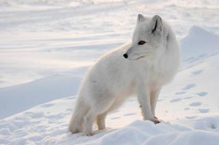 Umělecká fotografie Polar fox., DmitryND,