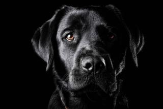 Umělecká fotografie Portrait of a black Labrador., Oszkár Dániel Gáti,