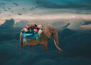 Umělecká fotografie Sea elephant, Salome Zhividze,