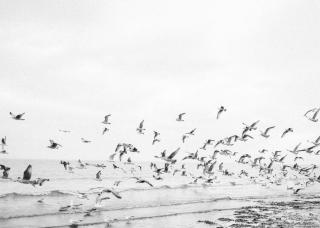 Umělecká fotografie Seagulls - Coastal black and white, Raisa Zwart,