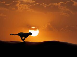 Umělecká fotografie Silhouette of cheetah running in desert, John M Lund Photography Inc,