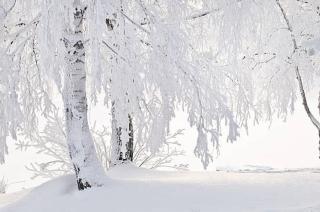 Umělecká fotografie Snow and frost on tree branches, Eerik,