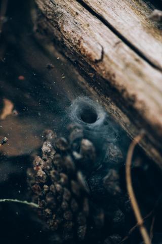 Umělecká fotografie Spider hole between wood, Javier Pardina,