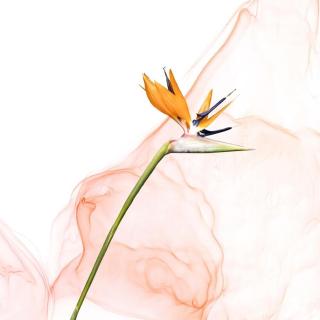 Umělecká fotografie Strelitzia | Liquid Art No. 1 , Melanie Viola,