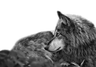 Umělecká fotografie Stunning profile portrait of handsome Gray Wolf, Adria  Photography,