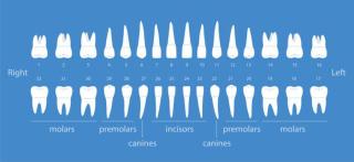 Umělecká fotografie The diagram of human teeth, vector illustration, hakule,