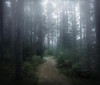 Umělecká fotografie The forest of secrets, Christian Lindsten,