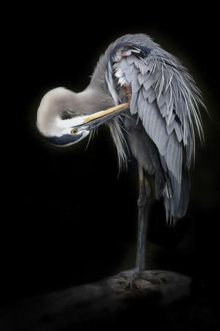 Umělecká fotografie The Great Blue Heron, Linda D Lester,