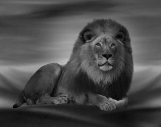 Umělecká fotografie The Lion King, Krystina Wisniowska,