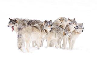 Umělecká fotografie Timber wolf family, Jim Cumming,