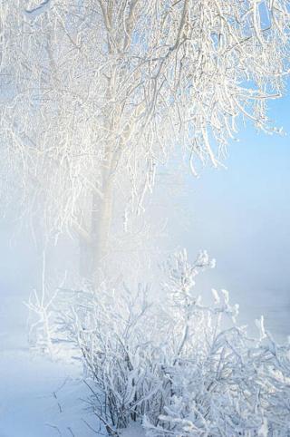 Umělecká fotografie Trees covered with rime, ekina,