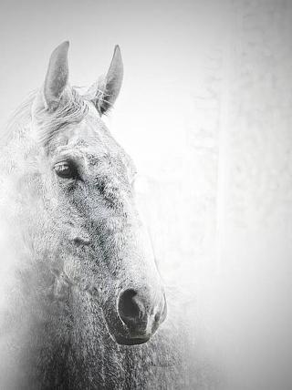 Umělecká fotografie White horse, Carmelka,