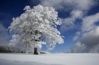 Umělecká fotografie White Windbuche in Black Forest, Nicolas Schumacher,