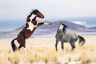 Umělecká fotografie Wild Horses, Jason Hutchison,