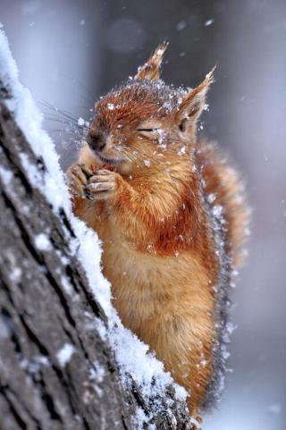 Umělecká fotografie Winter, Ervin Kobakçi,